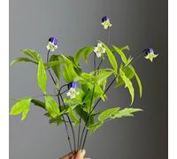 Bulbi di clematide - rampicanti resistenti bulbi bonsai balcone resistenti esterno in vaso per giardini rocciosi giardino primaverili esotico 3pcs