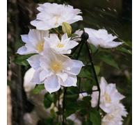 Bulbi di clematide - raro giardino sul balcone clematide balcone rialzato con letto interno tappezzanti giardino all'aperto 1pcs