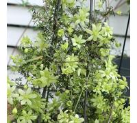 Bulbi di clematide - resistenti per giardini rocciosi balcone bonsai giardino rampicanti resistenti per i luoghi soleggiati decorazioni giardino esterni bulbi 10pcs