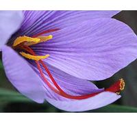 Bulbi di CROCO DA ZAFFERANO (Crocus sativus) circonferenza 10/+ cm DISPONIBILITA' IMMEDIATA (20)