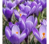 Bulbi di Crocus | Bulbi provenienti dai migliori produttori Olandesi | Esclusiva selezione e controllo qualità | Fioritura garantita dal primo anno. (10 Crocus vernus GRAND MAITRE)
