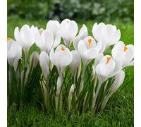Bulbi di Crocus | Bulbi provenienti dai migliori produttori Olandesi | Esclusiva selezione e controllo qualità | Fioritura garantita dal primo anno. (10 Crocus vernus JEANNE D'ARC)