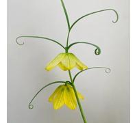 Bulbi di Crown Imperial, bulbi di decorazione da giardino per esterni resistenti per il giardino rare serre da balcone per luoghi soleggiati 6pcs