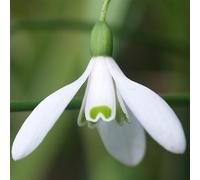 Bulbi di da Fiore | Bulbi provenienti dai migliori produttori Olandesi | Esclusiva selezione e controllo qualità | Fioritura garantita dal primo anno. (20 Galanthus nivalis BUCANEVE)