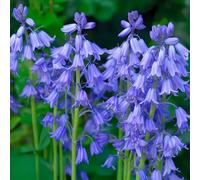 Bulbi di da Fiore | Bulbi provenienti dai migliori produttori Olandesi | Esclusiva selezione e controllo qualità | Fioritura garantita dal primo anno. (10 Hyacinthoides non-scripta BLUE BELLS)