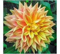 Bulbi di Dahlia, resistenti, adatti al giardino e ai vasi, perfetti per i principianti, facili da coltivare-10bulbi-A