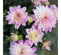 Bulbi di Dahlia, Resistenti Bulbi di Dahlia - Adatti a Condizioni Varie, Ideali per Bordo Giardino e Decorazioni in Vaso-6bulbi-E