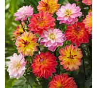 Bulbi di DALIA | Bulbi provenienti dai migliori produttori Olandesi | Esclusiva selezione e controllo qualità | Fioritura garantita dal primo anno. (3 Dalia Decorativa PACIFIC BLEND)