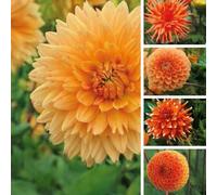 Bulbi di DALIA | Bulbi provenienti dai migliori produttori Olandesi | Esclusiva selezione e controllo qualità | Fioritura garantita dal primo anno. (5 Dalia SHADES OF ORANGE - FIORITURA 100 GIORNI)
