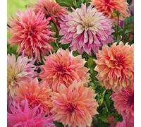 Bulbi di DALIA | Bulbi provenienti dai migliori produttori Olandesi | Esclusiva selezione e controllo qualità | Fioritura garantita dal primo anno. (3 Dalia Decorativa PASTEL PAINT)