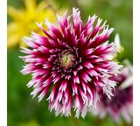 Bulbi di DALIA | Bulbi provenienti dai migliori produttori Olandesi | Esclusiva selezione e controllo qualità | Fioritura garantita dal primo anno. (2 Dalia Fimbriata ALAUNA CLAIR-OBSCUR)