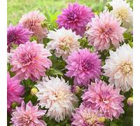 Bulbi di DALIA | Bulbi provenienti dai migliori produttori Olandesi | Esclusiva selezione e controllo qualità | Fioritura garantita dal primo anno. (3 Dalia CAFE AU LAIT BOUQUET COLLECTION 100cm)