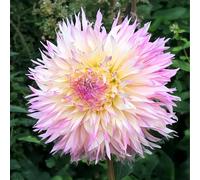 Bulbi di DALIA | Bulbi provenienti dai migliori produttori Olandesi | Esclusiva selezione e controllo qualità | Fioritura garantita dal primo anno. (2 Dalia fimbriata NADIA RUTH)