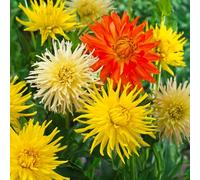 Bulbi di DALIA | Bulbi provenienti dai migliori produttori Olandesi | Esclusiva selezione e controllo qualità | Fioritura garantita dal primo anno. (3 Dalia CACTUS ORANGE, YELLOW & WHITE)