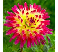 Bulbi di DALIA | Bulbi provenienti dai migliori produttori Olandesi | Esclusiva selezione e controllo qualità | Fioritura garantita dal primo anno. (2 Dalia Cactus TAHITI SUNRISE)