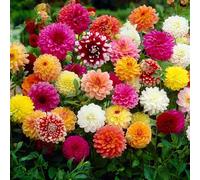 Bulbi di DALIA | Bulbi provenienti dai migliori produttori Olandesi | Esclusiva selezione e controllo qualità | Fioritura garantita dal primo anno. (5 Dalia DECORATIVA IN MISCUGLIO DA 50 cm)