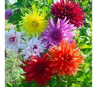 Bulbi di DALIA | Bulbi provenienti dai migliori produttori Olandesi | Esclusiva selezione e controllo qualità | Fioritura garantita dal primo anno. (5 Dalia CACTUS IN MISCUGLIO DA 50 cm)