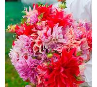 Bulbi di DALIA | Bulbi provenienti dai migliori produttori Olandesi | Esclusiva selezione e controllo qualità | Fioritura garantita dal primo anno. (3 Dalia LABYRINTH BOUQUET COLLECTION 100cm)