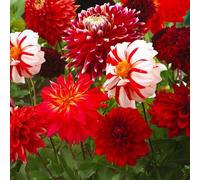 Bulbi di DALIA | Bulbi provenienti dai migliori produttori Olandesi | Esclusiva selezione e controllo qualità | Fioritura garantita dal primo anno. (3 Dalia RED & WHITE)