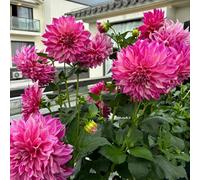 Bulbi di dalia, bulbi resistenti bulbosi giardino dei regali 5pcs