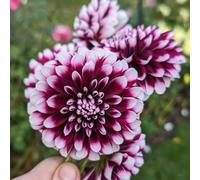 Bulbi di dalia, giardino dei regali per luoghi soleggiati resistenti per il giardino da balcone 8pcs