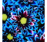 Bulbi di dalia gigante/miste/Radici selezionate di hosta/resistenti al freddo e alla siccità/adatte per la decorazione di giardini e balconi【NVNJHJN】-10 bulbi-A