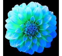 Bulbi di dalia gigante/miste/Radici selezionate di hosta/resistenti al freddo e alla siccità/adatte per la decorazione di giardini e balconi【NVNJHJN】-6 bulbi-B