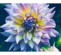 Bulbi di dalia gigante/miste/Radici selezionate di hosta/resistenti al freddo e alla siccità/adatte per la decorazione di giardini e balconi【NVNJHJN】-4 bulbi-E