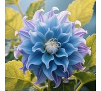 Bulbi di dalia, resistenti, adatti al giardino, adatti ai principianti, facili da coltivare-10bulbi-A