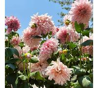 Bulbi di dalia, resistenti, adatti al giardino, adatti ai principianti, facili da coltivare-4bulbi-C