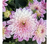 Bulbi di dalia, resistenti al freddo e alla siccità, colori misti, adatti per giardini e terrazzi-10bulbi-E