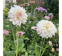 Bulbi di dalia, resistenti al freddo e alla siccità, colori misti, adatti per giardini e terrazzi-2bulbi-C
