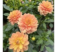 Bulbi di dalia, resistenti al freddo e alla siccità, colori misti, adatti per giardini e terrazzi-2bulbi-B