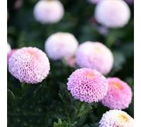 bulbi di dalia sono resistenti balcone, decorazione bulbo giardino del giardino resistenti 5pcs