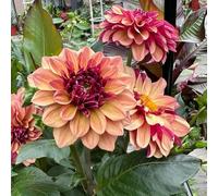 bulbi di dalia sono resistenti bulbi primavera, rocce di giardino resistenti, bonsai esotici interni, decorazione giardino 16pcs