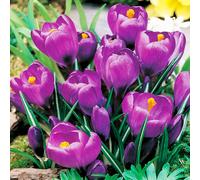 Bulbi di fiori cipolle Crocus croco lilla viola 100 pz.