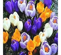 Bulbi di fiori cipolle fiori Croco a grande fiore Mix 200 pz.