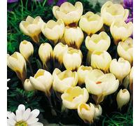 Bulbi di fiori cipolle fiori Croco color crema 100 pz.