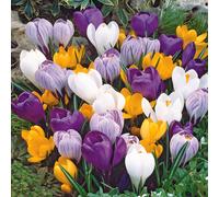 Bulbi di fiori cipolle fiori Croco primaverile Mix 200 pz.