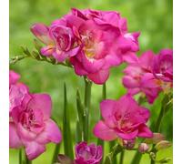 Bulbi di Fresia | Bulbi provenienti dai migliori produttori Olandesi | Esclusiva selezione e controllo qualità | Fioritura garantita già dal primo anno. (10 Freesie a fiore doppio ROSA)