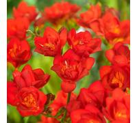 Bulbi di Fresia | Bulbi provenienti dai migliori produttori Olandesi | Esclusiva selezione e controllo qualità | Fioritura garantita già dal primo anno. (10 Freesie a fiore doppio ROSSE)