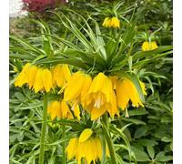 bulbi di fritillaria - in vaso balcone rari Aiuole rialzate 3pcs
