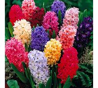 Bulbi di Giacinto a Colori Misti per Piante da Interno ed Esterno, Fioritura Primaverile, Orientalis.