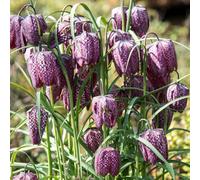 Bulbi di giglio a scacchi, bulbi di Fritillaria, copertura del terreno regali per giardinieri resistenti per il giardino rare precoci decorazione 12pcs