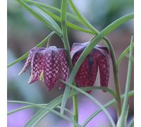 Bulbi di giglio a scacchi, bulbi di Fritillaria, decorazione da giardino per esterni da balcone resistenti per il giardino serre da balcone esotiche copertura 2pcs