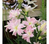 bulbi di giglio - arredamento del soggiorno da giardino roccioso giardino tappezzante e resistente bulbosi rari Aiule rialzate per il 3pcs