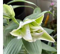 bulbi di giglio decorazioni giardino per esterni tappezzante resistente interno Aiuole rialzate il balcone con interna 9pcs