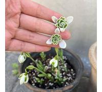 bulbi di Giglio della neve, decorazioni giardino per esterni interna Aiuole rialzate per il giardino tappezzante resistente arredamento del soggiorno bulbi 20pcs
