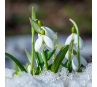 bulbi di Giglio della neve, giardino bulbi giardino roccioso balcone con serre balcone Aiuole rialzate per il all'aperto in vaso interna 15pcs