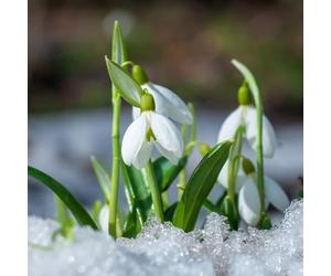bulbi di Giglio della neve, giardino bulbi giardino roccioso balcone con serre balcone Aiuole rialzate per il all'aperto in vaso interna 15pcs